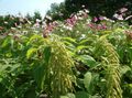 Gartenblumen Amaranthus, Liebe-Lügen-Blutungen, Kiwicha, Amaranthus caudatus grün Foto