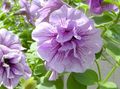 lilac Flower Petunia Photo and characteristics