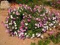 pink Flower Petunia Photo and characteristics