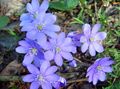 bleu ciel Fleur Liverleaf, Hépatiques, Roundlobe Hepatica Photo et les caractéristiques