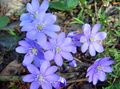 Záhradné kvety Liverleaf, Pečeňovník, Roundlobe Pečeňovník, Hepatica nobilis, Anemone hepatica modrá fotografie