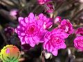 Garden Flowers Liverleaf, Liverwort, Roundlobe Hepatica, Hepatica nobilis, Anemone hepatica pink Photo