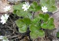 blanc Fleur Liverleaf, Hépatiques, Roundlobe Hepatica Photo et les caractéristiques