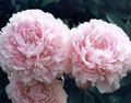 pink Flower Peony Photo and characteristics