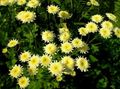 Gartenblumen Gemaltes Gänseblümchen, Goldene Feder, Goldene Mutterkraut, Pyrethrum hybridum, Tanacetum coccineum, Tanacetum parthenium gelb Foto