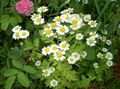 white Flower Painted Daisy, Golden Feather, Golden Feverfew Photo and characteristics