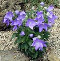 lilac  Balloon Flower, Chinese Bellflower Photo and characteristics