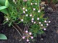 pink Flower Bog Rosemary, Common Bog Rosemary, Marsh Andromeda Photo and characteristics