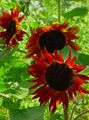 burgundy  Sunflower Photo and characteristics
