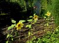  Sunflower, Helianthus annus yellow Photo