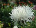 white Flower Amberboa, sweet sultan Photo and characteristics