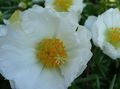 Garden Flowers Sun Plant, Portulaca, Rose Moss, Portulaca grandiflora white Photo