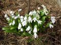 white Flower Siberian squill, Scilla Photo and characteristics