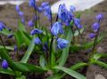 blár Blóm Siberian Squill, Scilla mynd og einkenni