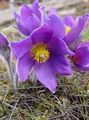 lilac  Pasque flower Photo and characteristics