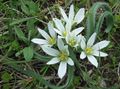 white Flower Star-of-Bethlehem Photo and characteristics