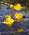 Garden Flowers Bladderwort, Utricularia vulgaris yellow Photo