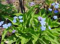 Navelwort, Mėlynakis-Marija, Šliaužti Forget-Me-Not