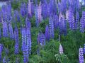 Садовые Цветы Люпин, Lupinus голубой Фото