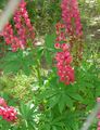 Garden Flowers Streamside Lupin, Lupinus red Photo