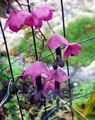 Garden Flowers Purple Bell Vine, Rhodochiton pink Photo