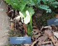 white Flower Roscoea Photo and characteristics