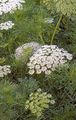 white Flower Visnaga. Khella. Bishop's Weed, Toothpickweed Photo and characteristics