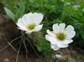 biely Kvetina Callianthemum fotografie a vlastnosti