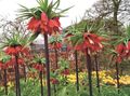 red Flower Crown Imperial Fritillaria Photo and characteristics