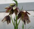 burgundy Flower Crown Imperial Fritillaria Photo and characteristics