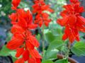 red Flower Scarlet Sage, Scarlet Salvia, Red Sage, Red Salvia Photo and characteristics