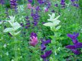 Garden Flowers Clary Sage, Painted Sage, Horminum Sage, Salvia white Photo