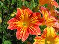 Gartenblumen Bemalte Zunge, Salpiglossis orange Foto