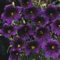 Garden Flowers Painted Tongue, Salpiglossis purple Photo