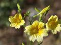 Gartenblumen Bemalte Zunge, Salpiglossis gelb Foto