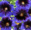 Garden Flowers Painted Tongue, Salpiglossis blue Photo