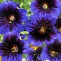 Have Blomster Malet Tungen, Salpiglossis blå Foto