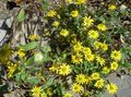 jaune Fleur Rampante Zinnia, Sanvitalia Photo et les caractéristiques