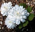 Garden Flowers Bloodroot, Red Puccoon, Sanguinaria white Photo