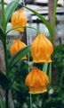 orange Blume Lampionpflanze, Weihnachtsglocken Foto und Merkmale
