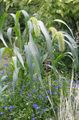 Garden Flowers Foxtail Millet, Setaria green Photo
