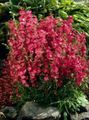 Garden Flowers Checkerbloom, Miniature Hollyhock, Prairie Mallow, Checker Mallow, Sidalcea red Photo