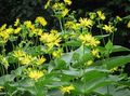 Garden Flowers Cup Plant. Rosinweed, Silphium yellow Photo