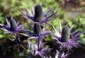 Garden Flowers Amethyst Sea Holly, Alpine Eryngo, Alpine Sea Holly, Eryngium purple Photo