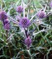 lilac Flower Amethyst Sea Holly, Alpine Eryngo, Alpine Sea Holly Photo and characteristics