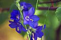 Flores de jardín La Escalera De Jacob, Polemonium caeruleum azul Foto