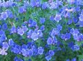 Garden Flowers Purple Viper's Bugloss, Salvation Jane, Paterson's Curse, Riverina Bluebell, Echium lycopsis, Echium plantagineum light blue Photo
