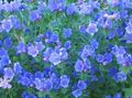 Mor Viper Bugloss, Kurtuluş Jane, Paterson Laneti, Riverina Bluebell