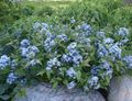 Zahradní květiny Blue Dogbane, Amsonia tabernaemontana světle modrá fotografie
