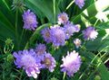 lilac  Scabiosa, Pincushion Flower Photo and characteristics